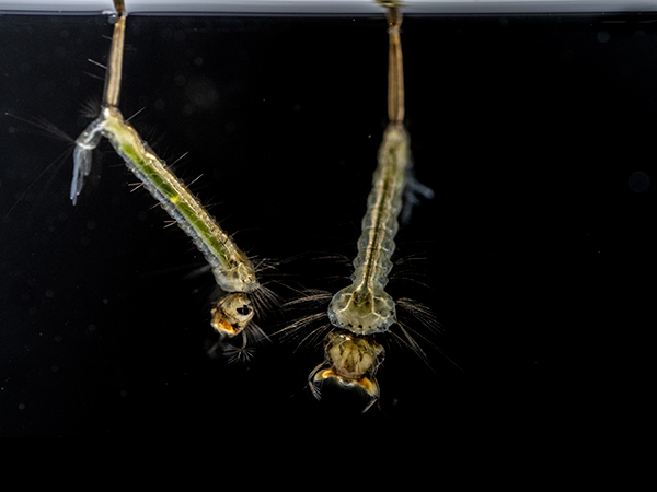 Culex pipiens larvae