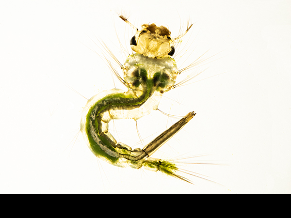 Culex pipiens larva