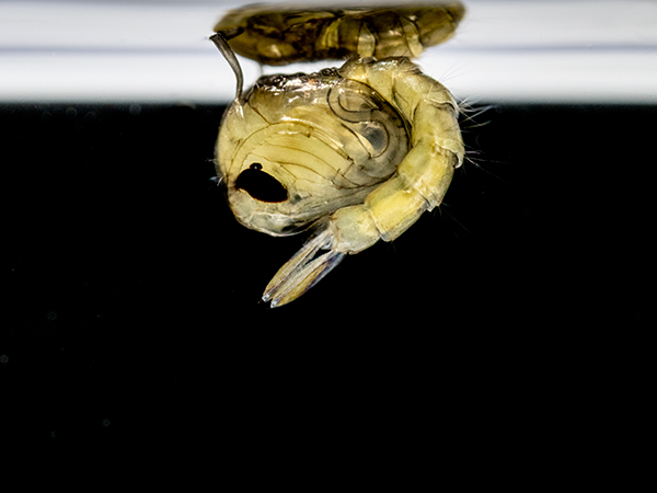 Culex pipiens pupa