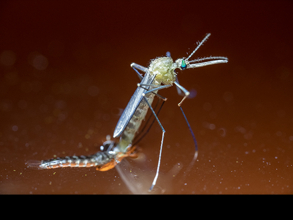 Culex pipiens, emerging adult