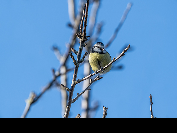 Cyanistes caeruleus, Blue Tit