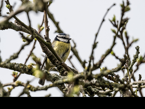 Cyanistes caeruleus, Blue Tit