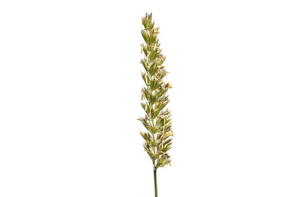 Cynosurus cristatus, Crested Dog's-tail