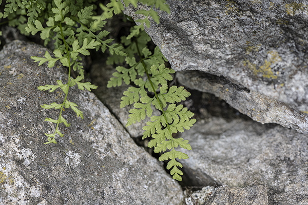 Cystopteris fragilis, Brittle Bladder Fern