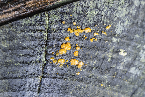 Dacrymyces stillatus, Common Jellyspot