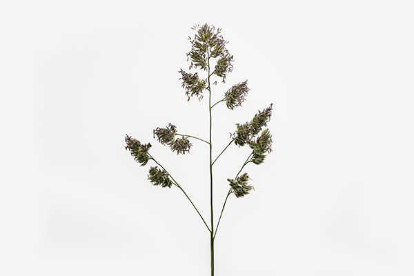 Dactylis glomerata, Cock's-Foot