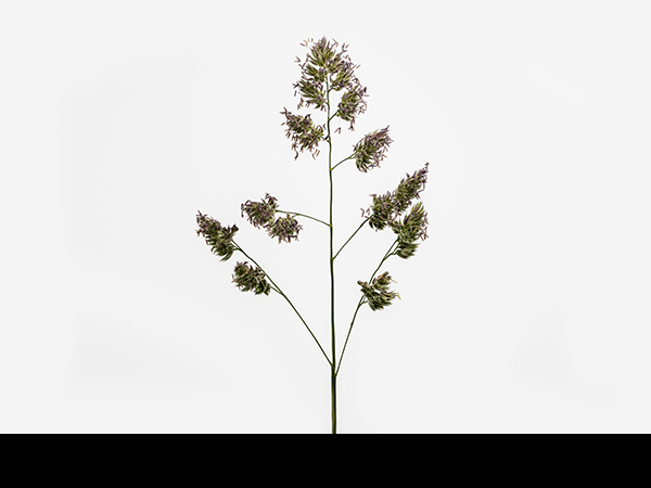 Dactylis glomerata, Cock's-Foot