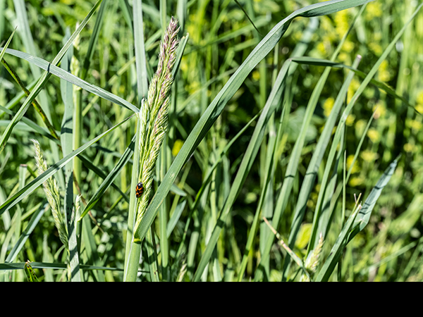 Dactylis glomerata, Cock's-Foot