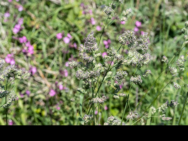 Dactylis glomerata, Cock's-Foot