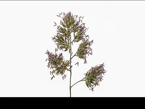 Dactylis glomerata, Cock's-Foot