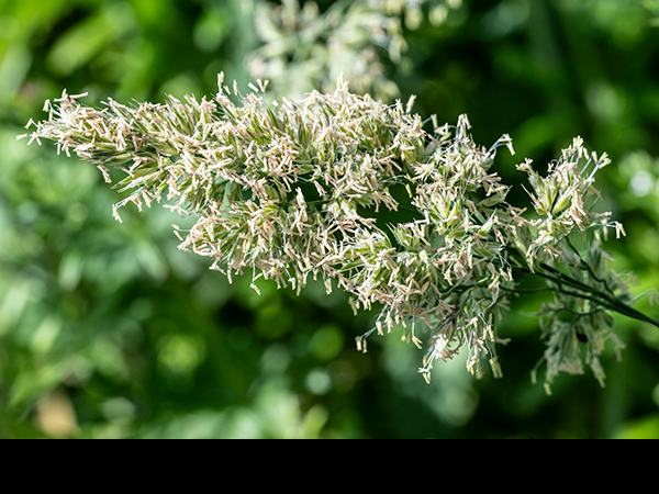 Dactylis glomerata, Cock's-Foot