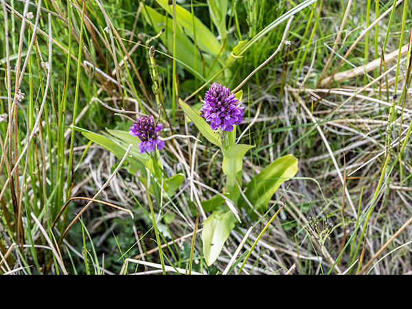 Dactylorhiza purpurella, Northern Marsh Orchid
