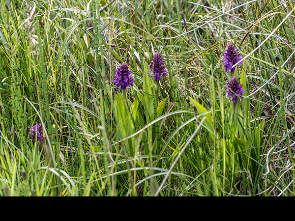 Dactylorhiza purpurella, Northern Marsh Orchid