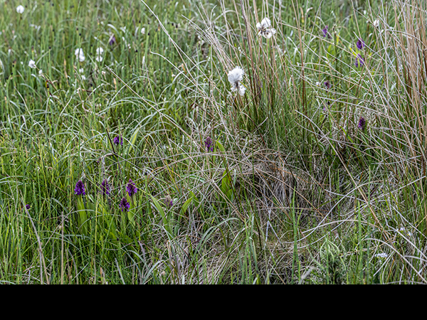 Dactylorhiza purpurella, Northern Marsh Orchid