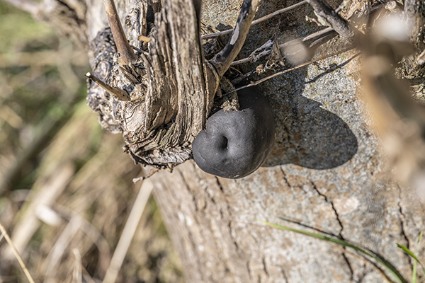 Daldinia concentrica, Cramp Ball