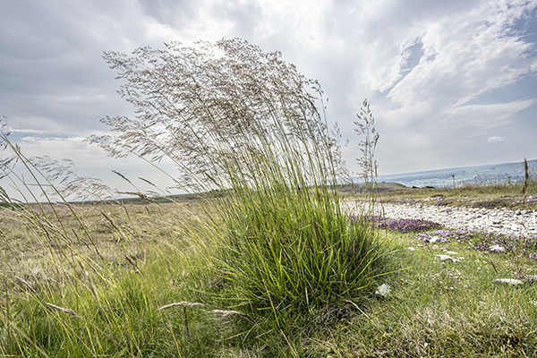 Deschampsia cespitosa, Tufted Hair-grass