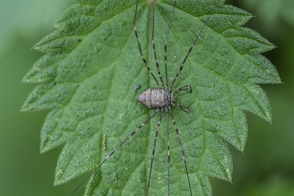 Dicranopalpus ramosus, Harvestman