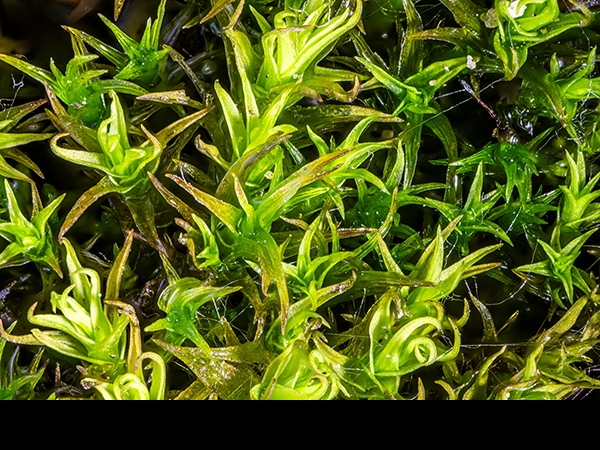 Didymodon insulanus, Cylindric Beard-mosss