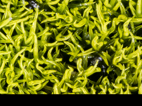 Didymodon insulanus, Cylindric Beard-mosss