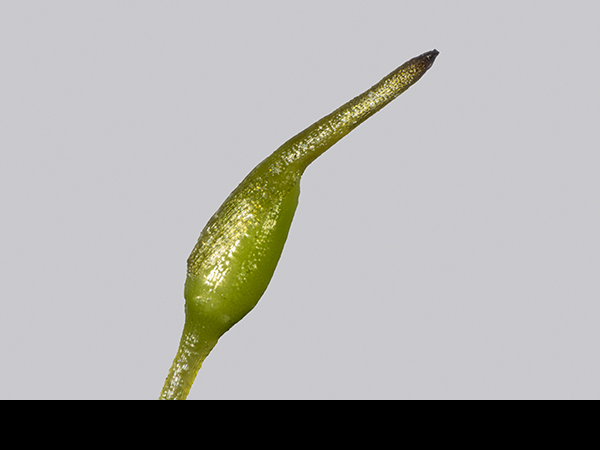 Didymodon insulanus, Cylindric Beard-mosss
