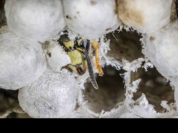 Dolichovespula sylvestris, Tree Wasp