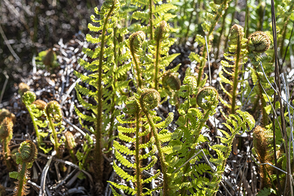Dryopteris dilatata, Broad Buckler Fern