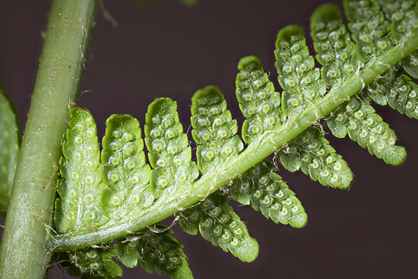 Dryopteris filix-mas, Common Male Fern
