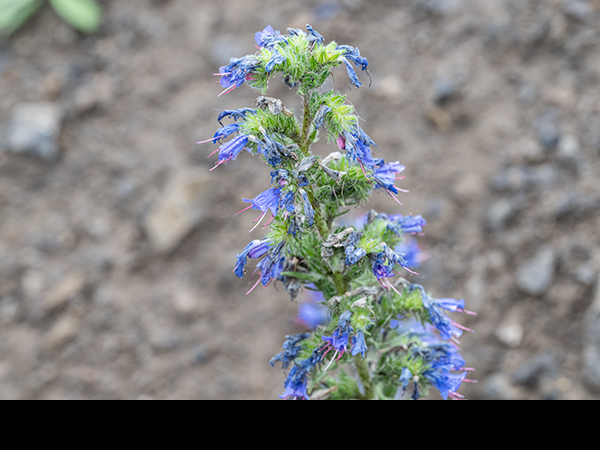 Echium vulgare, Viper's-bugloss