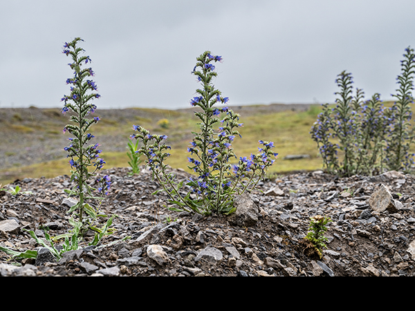 Echium vulgare, Viper's-bugloss