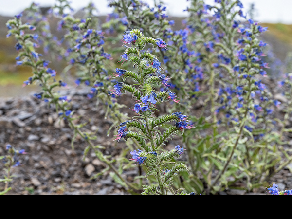 Echium vulgare, Viper's-bugloss