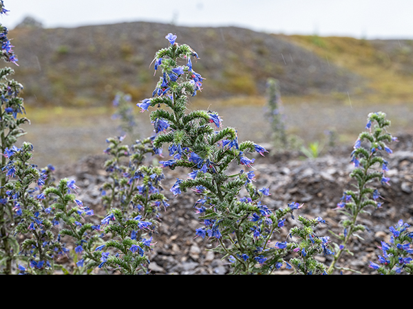 Echium vulgare, Viper's-bugloss