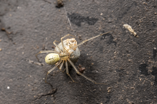Enoplognatha ovata, Candy-striped spider
