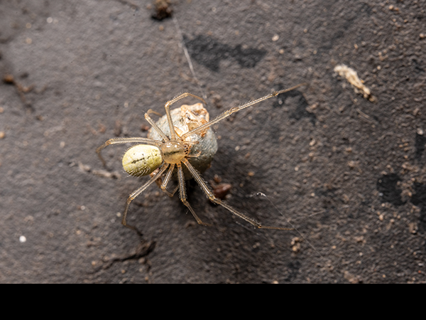 Enoplognatha ovata, Candy-striped spider