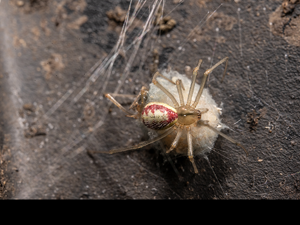 Enoplognatha ovata, Candy-striped spider