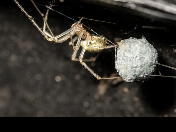 Enoplognatha ovata, Candy-striped spider