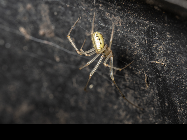 Enoplognatha ovata, Candy-striped spider