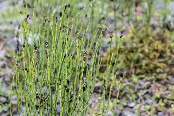 Equisetum arvense, Field Horsetail