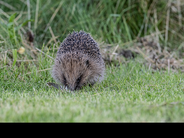 Erinaceus europaeus, Hedgehog