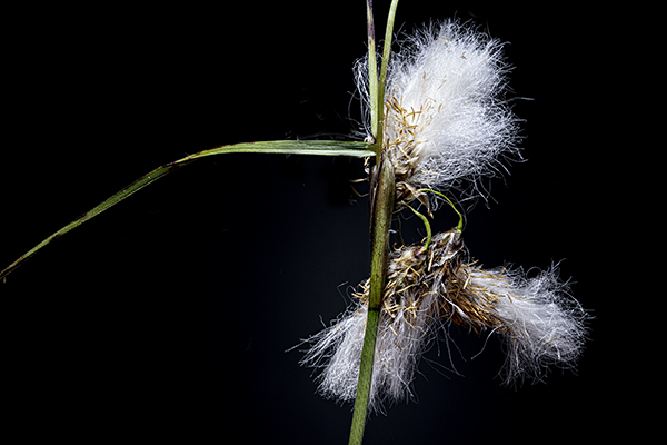 Eriophorum angustifolium, Common Cottongrass