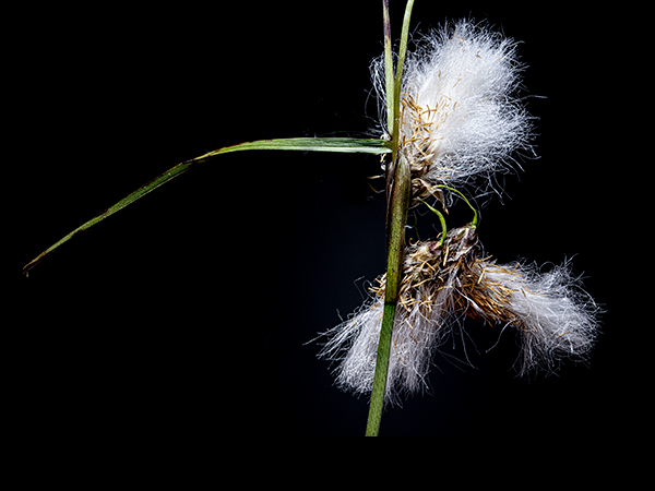 Eriophorum angustifolium, Common Cottongrass