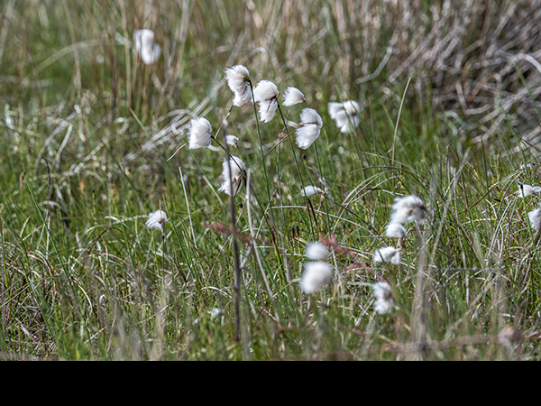 Eriophorum angustifolium, Common Cottongrass