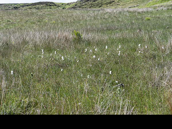 Eriophorum angustifolium, Common Cottongrass