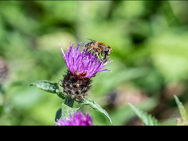 Eristalsis nemorum, Hoverfly