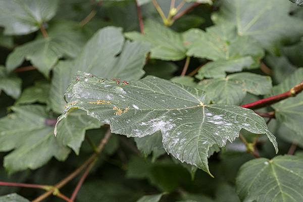 Erysiphe platani, Sycamore Powdery Mildew