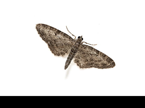 Eupithecia vulgata, Common Pug Moth