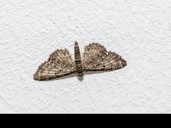 Eupithecia vulgata, Common Pug Moth