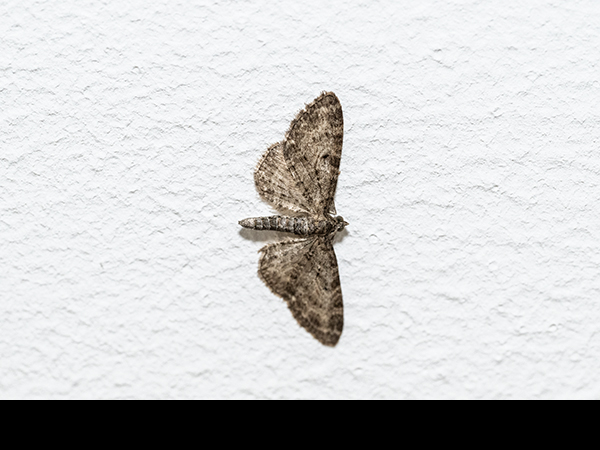Eupithecia vulgata, Common Pug Moth