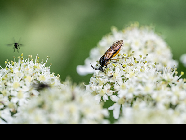 Euura ribesii, Gooseberry Sawfly
