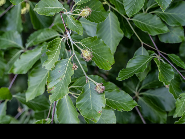 Fagus sylvatica, Beech