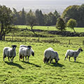 Farmland